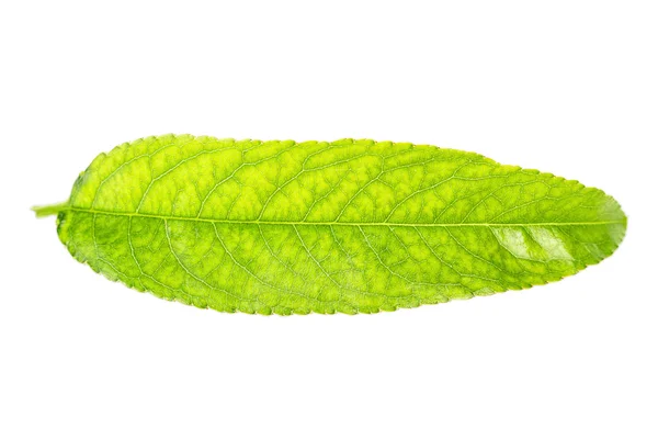 Leaf Apple — Stockfoto