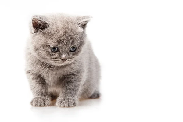 イギリスのスコティッシュフォールドの子猫 — ストック写真