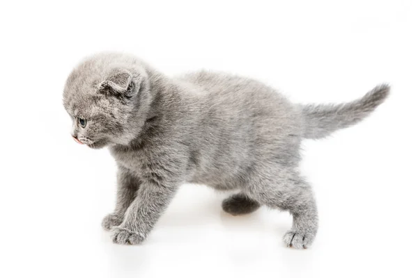 British lop-eared kitten — Stock Photo, Image