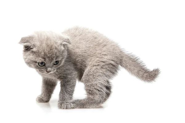 イギリスのスコティッシュフォールドの子猫 — ストック写真