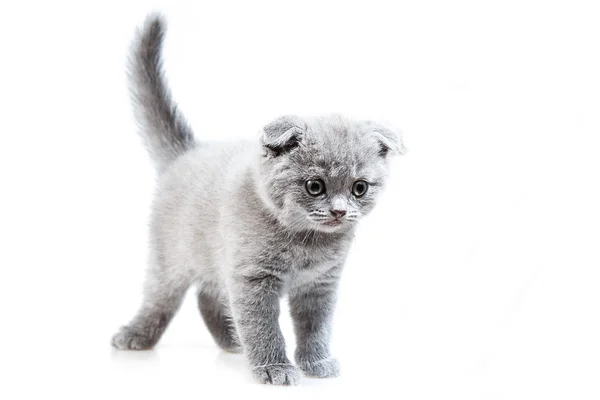 British lop-eared kitten Royalty Free Stock Images