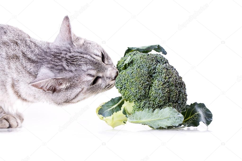 西兰花猫 图库照片 C Dmitriykp 西兰花猫 图库照片 C Dmitriykp