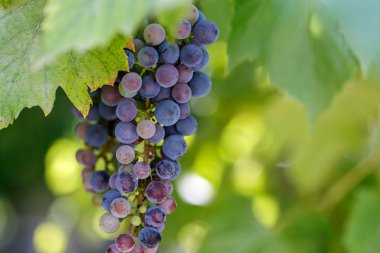 üzüm üzüm dışında gün yeşil yaprakları