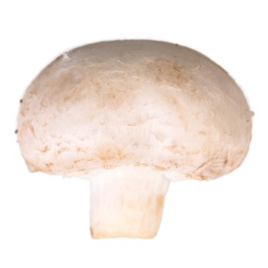 Petrol mantar göl kenarında beyaz