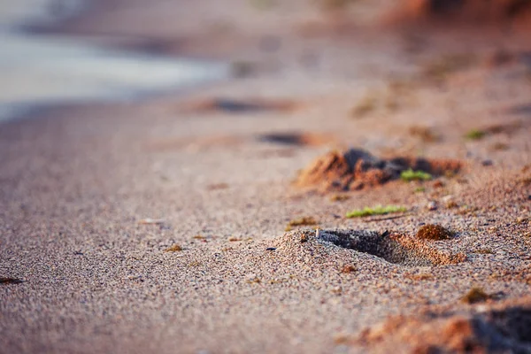 Plaj kum parça — Stok fotoğraf