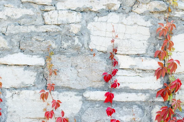 Stone wall background texture wild grapes — Stock Photo, Image