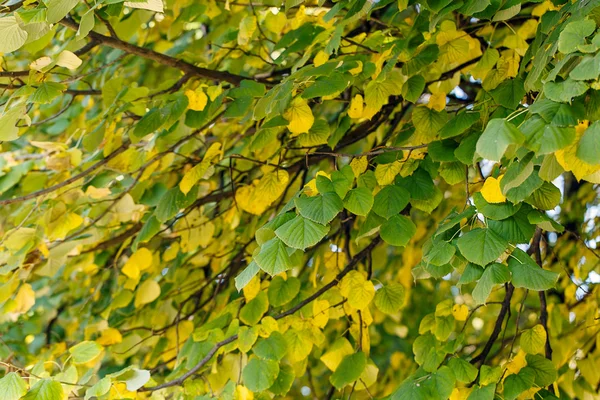 Árvore folhas secas natureza paisagem — Fotografia de Stock