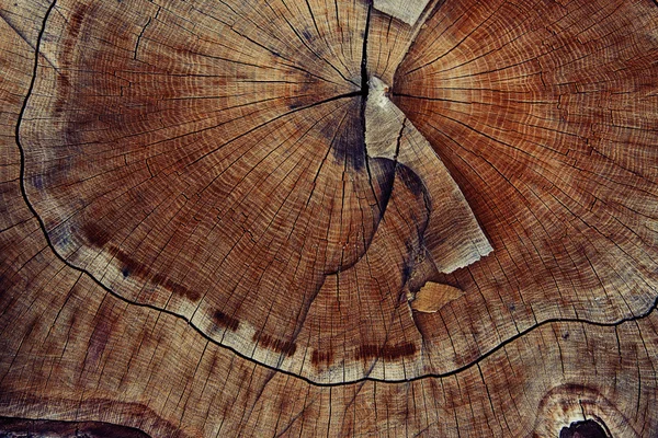 Wood cut texture ring — Stock Photo, Image