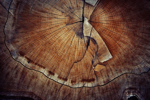 Anello di consistenza taglio legno — Foto Stock
