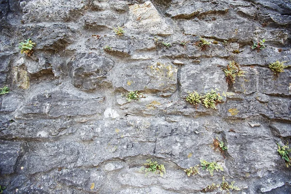 Fondo de pared de piedra — Foto de Stock