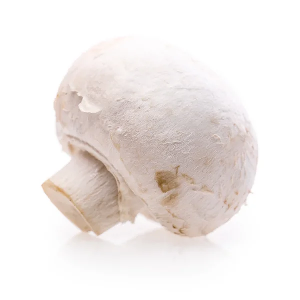 Шампиньоны грибы изолированные на белом — стоковое фото