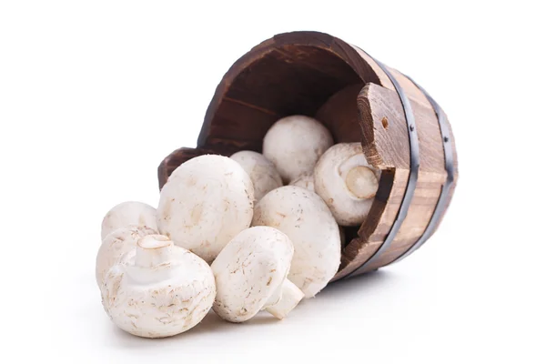 Drewniane vat grzyby izolowane na biały — Zdjęcie stockowe