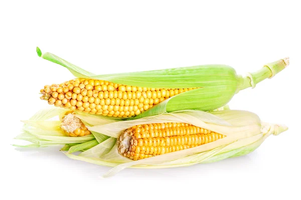 Corn  Isolated on white — Stock Photo, Image