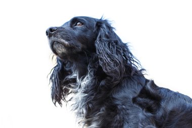 siyah spaniel köpek