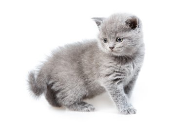 İngiliz lop-eared yavru kedi 