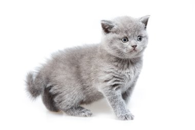 İngiliz lop-eared yavru kedi 