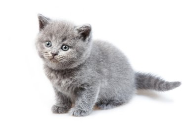 İngiliz lop-eared yavru kedi 