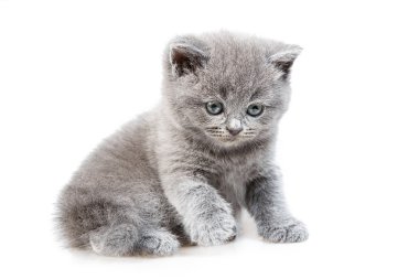 İngiliz lop-eared yavru kedi 