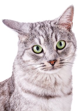 Gri kedi beyaz arkaplanda izole edildi