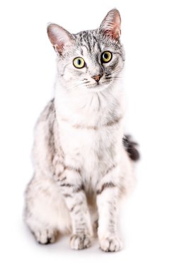beyaz izole kedi