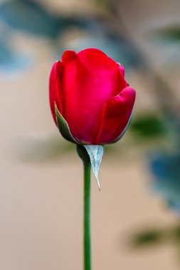 Dışarıda kırmızı gül