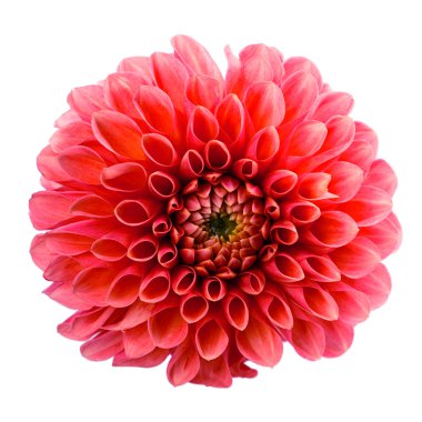 Krizantem kırmızı çiçek