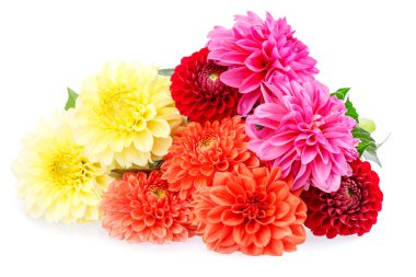 Krizantem kırmızı çiçek