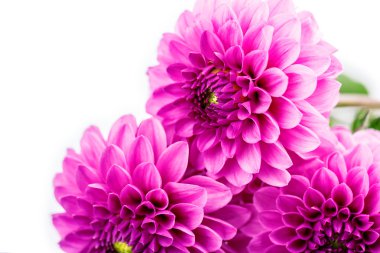 Krizantem krizantem izole beyaz