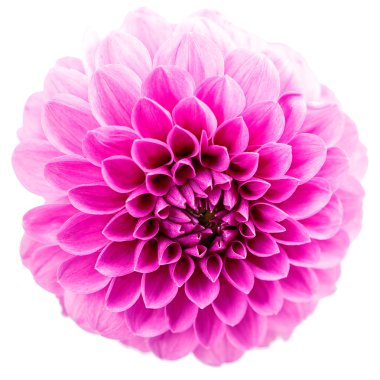 Krizantem krizantem izole beyaz