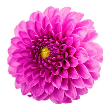 Krizantem krizantem izole beyaz