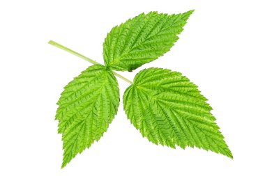 yaprak elma Isolated beyaz