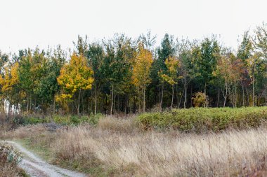 doğa manzara ağaç kuru yaprak 