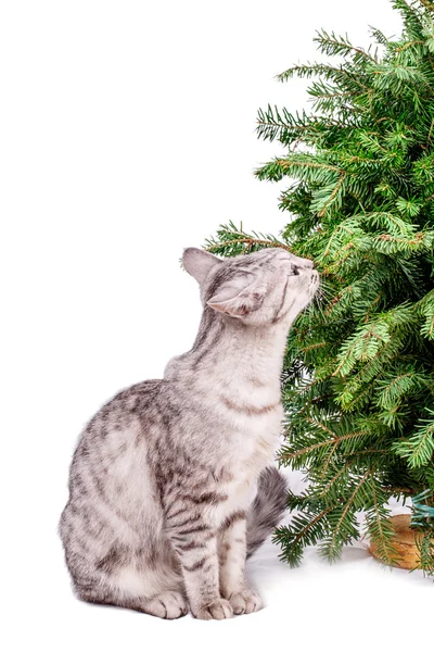 Katt julgran — Stockfoto