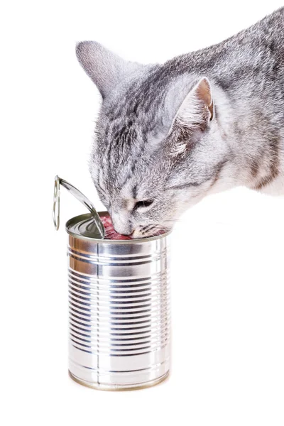 Gato de lata aislado en un blanco — Foto de Stock