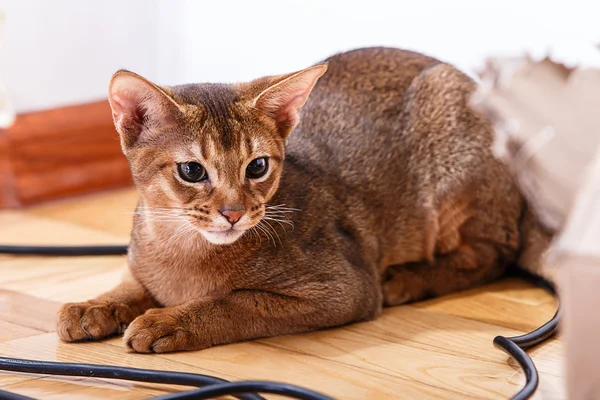 Gato abissínio isolado em um branco — Fotografia de Stock