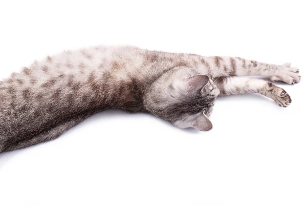 Gray tabby cat lying — Stock Photo, Image