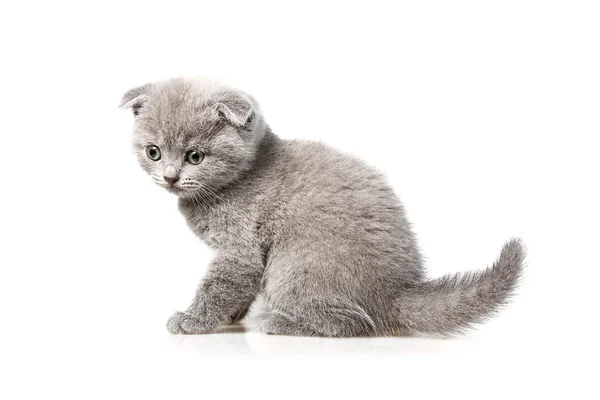 Britský zběsilého útoku kotě — Stock fotografie