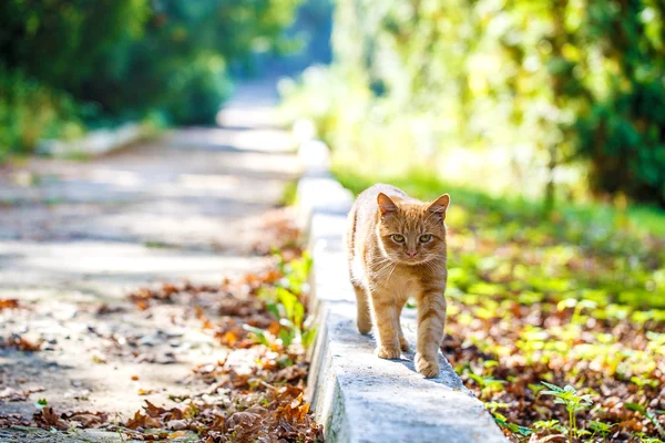 Red cat park path — Stock Photo, Image
