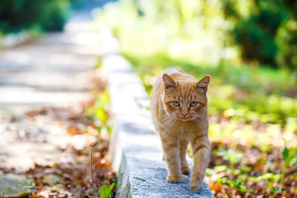 Red cat park path — Stock Photo, Image