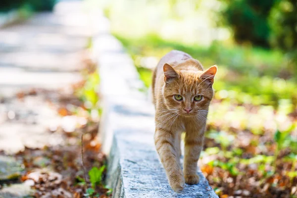 Red cat park path — Stock Photo, Image