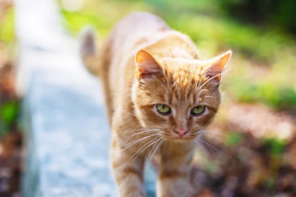 Red cat park path — Stock Photo, Image