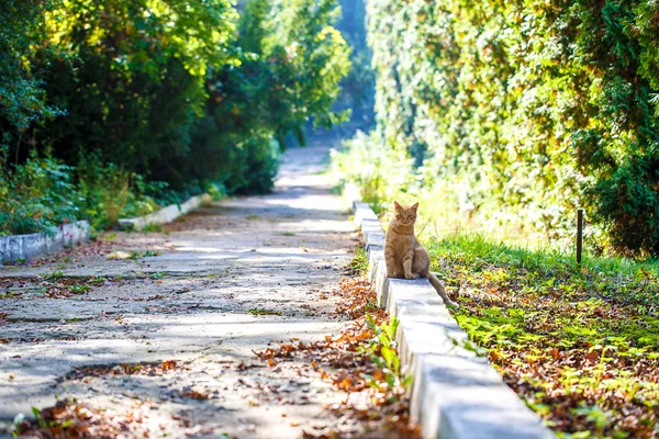 Red cat park path — Stock Photo, Image
