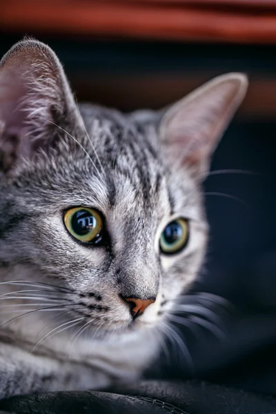 Bir kedinin portresi — Stok fotoğraf