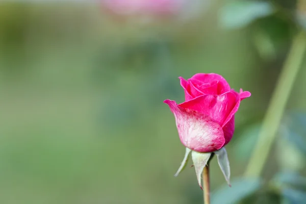 Rudá růže mimo — Stock fotografie