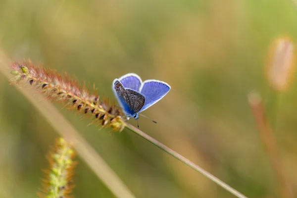 Pointe papillon à l'extérieur — Photo