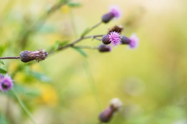 Thorn plants outside — Stock Photo, Image