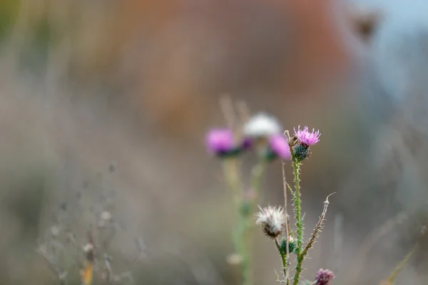 Achtergrond barb klit planten — Stockfoto