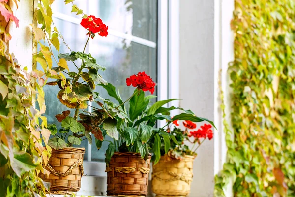 Geranium flower pot window sill — Stock Photo, Image