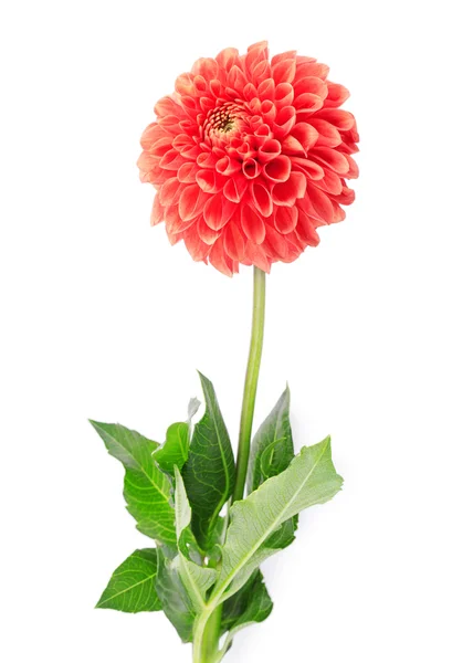 Chrysanthemum red flower — Stock Photo, Image