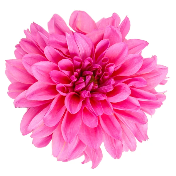 Chrysanthème fleur rouge — Photo